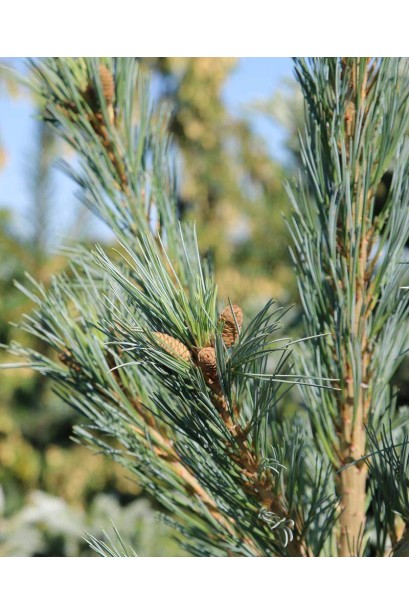 Сосна гнучка Цесаріні Блю опис